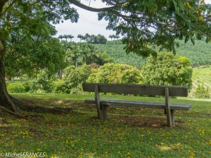 Encore un banc, pour contempler les bananeraies à l'horizon Encore un banc, pour contempler les bananeraies à l'horizonartinique2013-173