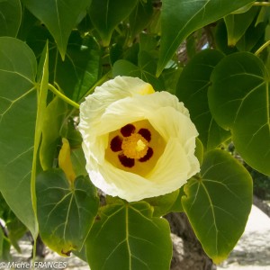 Une fleur jaune devant un feuillage vert Une fleur jaune devant un feuillage vert