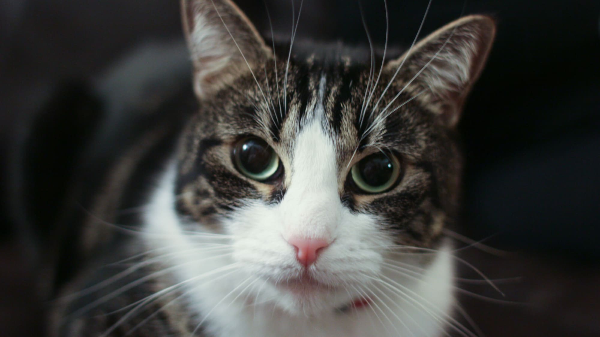 Chat Mort Yeux Ouverts Bouche Ouverte Le petit chat est mort
